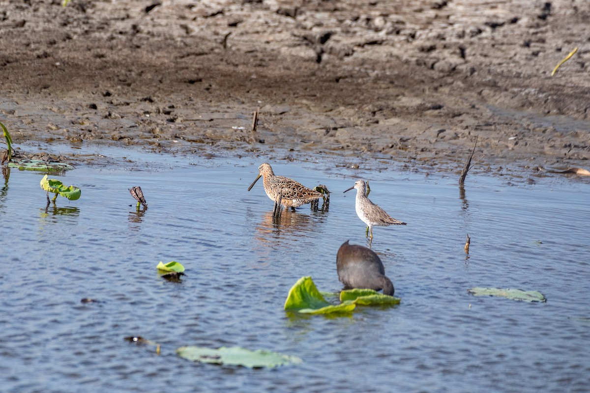 Short-billed Dowitcher - ML442869061