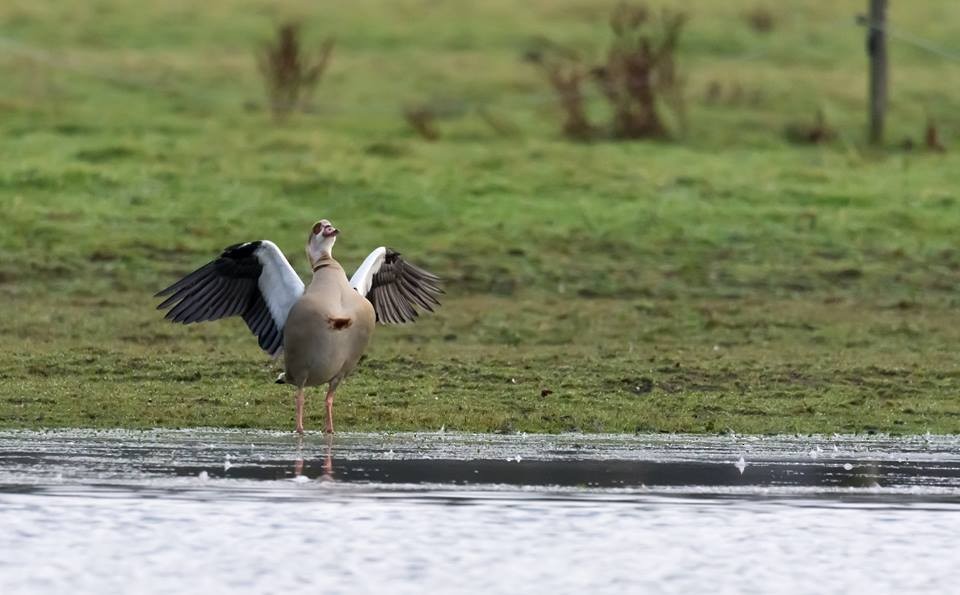 Egyptian Goose - ML44286961