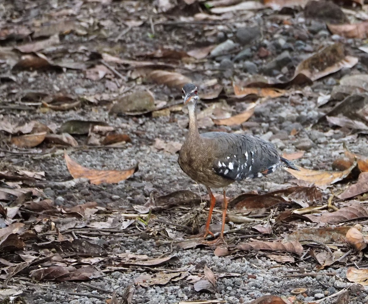 Sunbittern - ML442870001