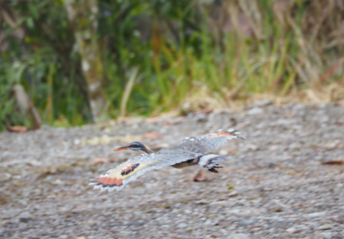 Sunbittern - ML442870031