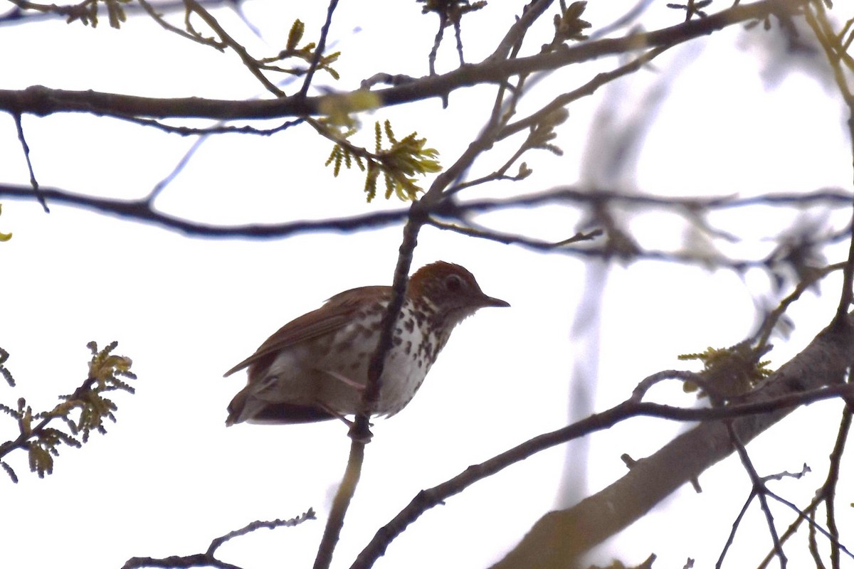 Wood Thrush - ML442870191