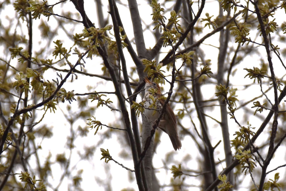 Wood Thrush - ML442870211