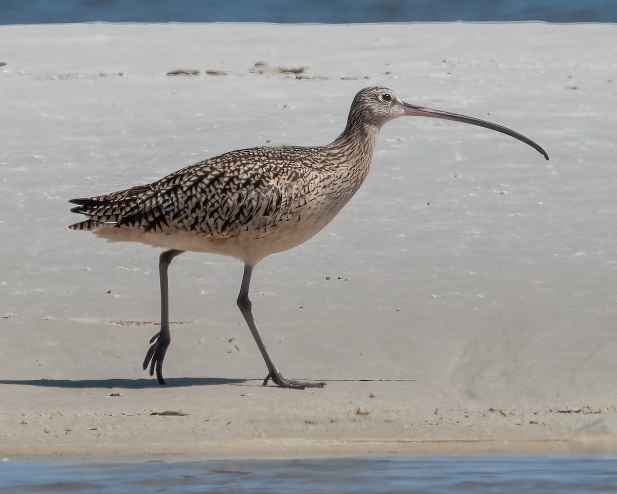 Long-billed Curlew - ML442870391