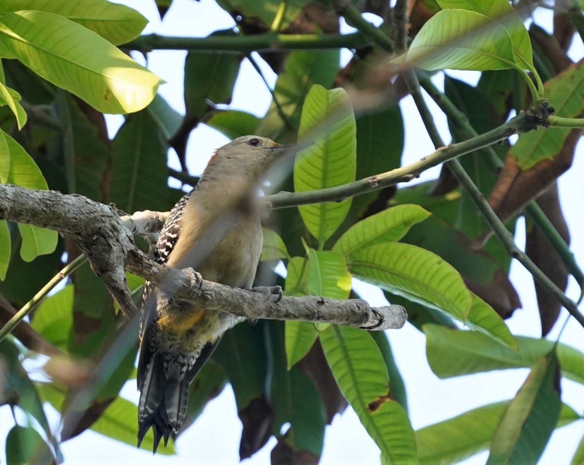 Carpintero Frentidorado - ML442870671