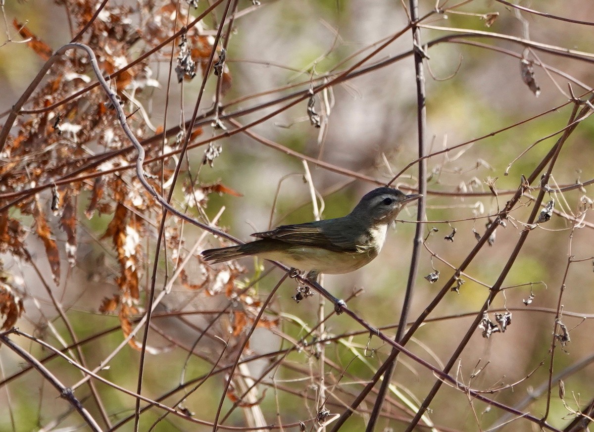 Ötücü Vireo - ML442870691