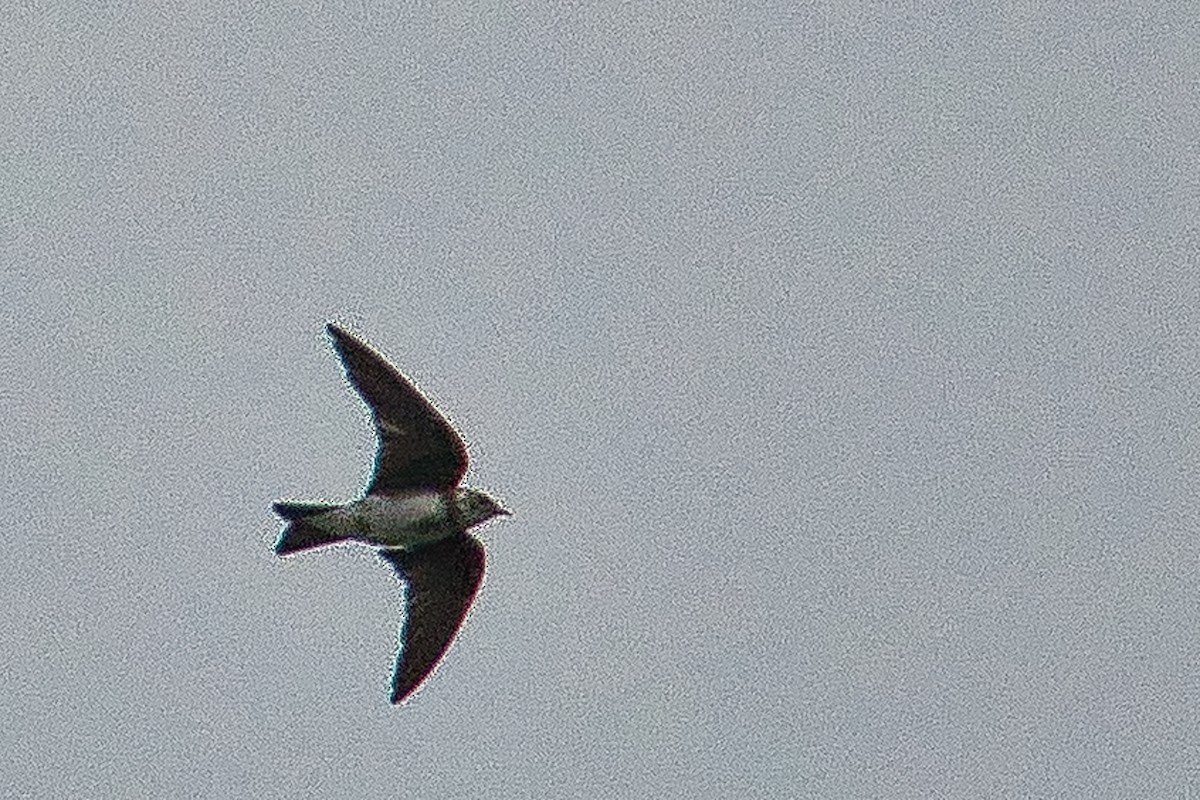 Bank Swallow - ML442870791