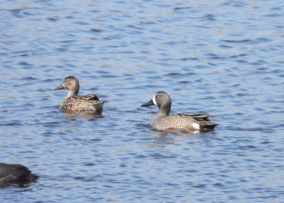 Blue-winged Teal - ML442871071