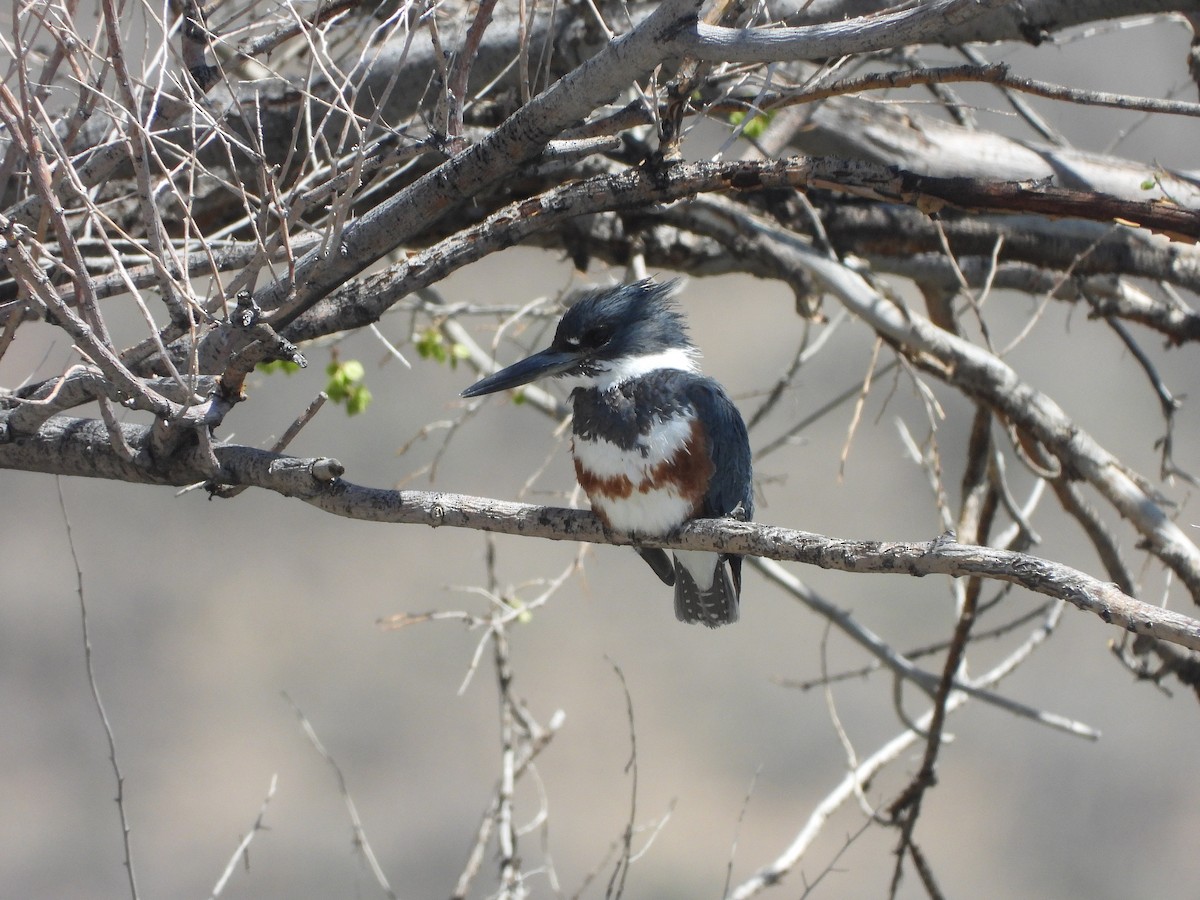 Belted Kingfisher - ML442871371