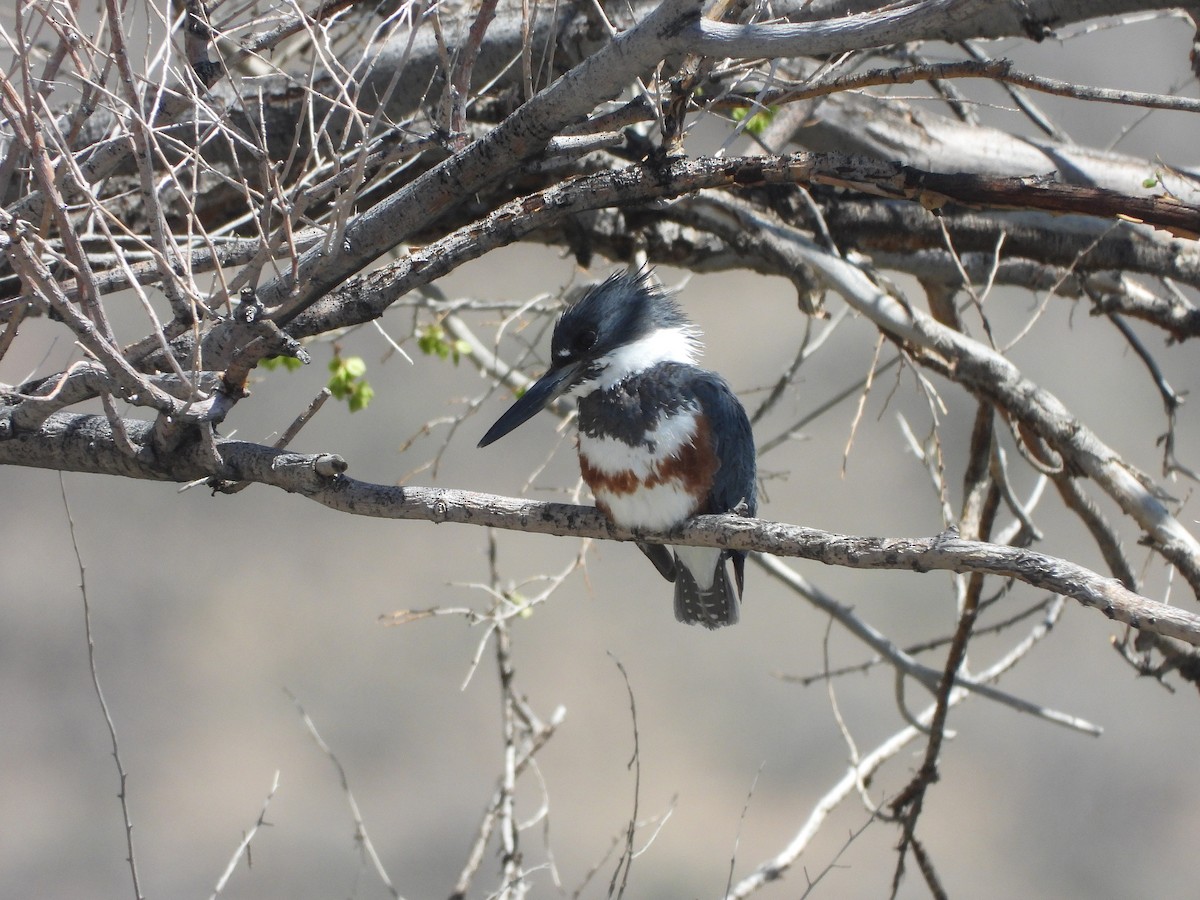 Belted Kingfisher - ML442871431