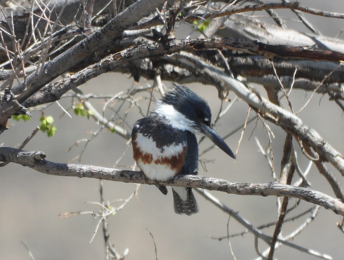 Belted Kingfisher - ML442871501