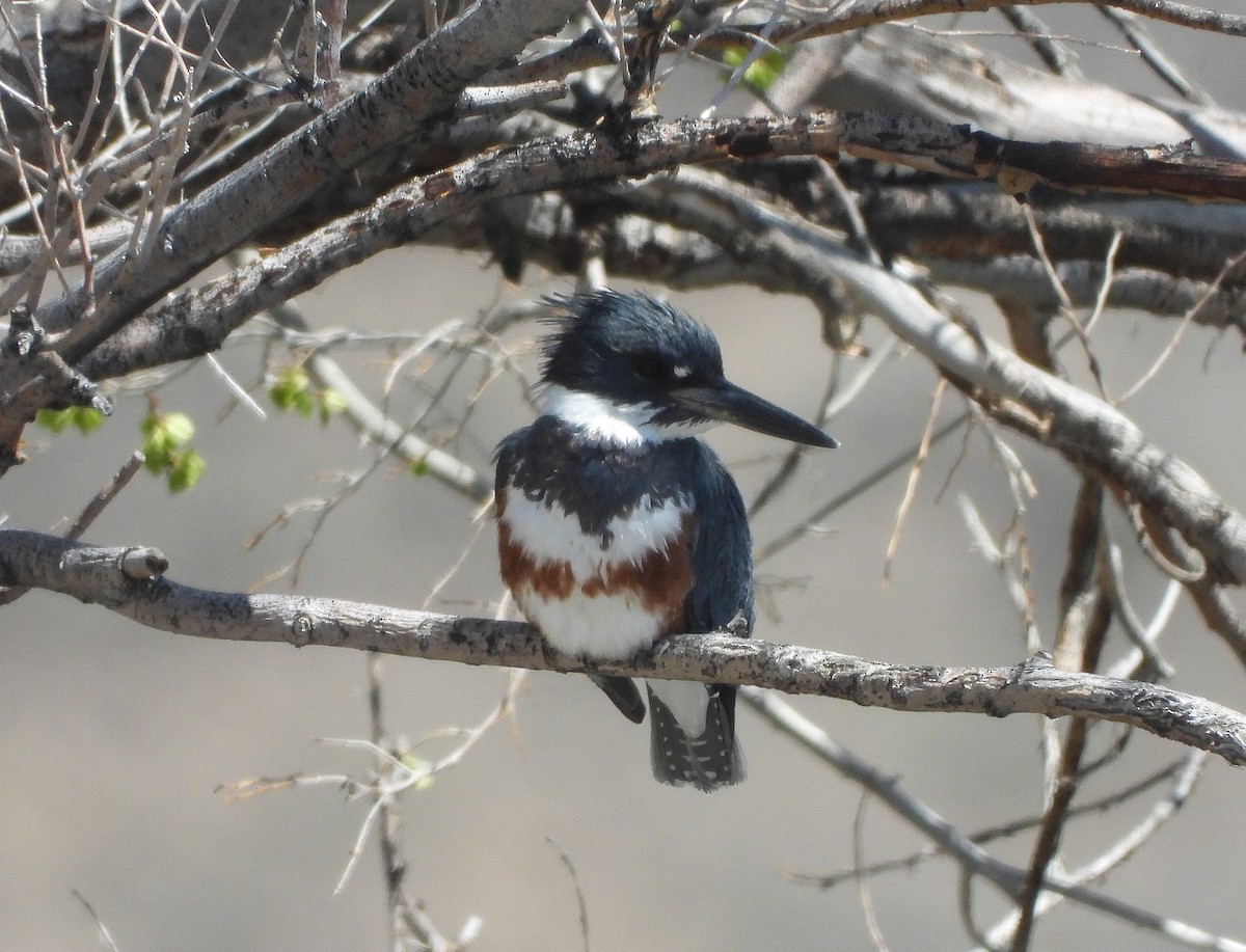 Belted Kingfisher - ML442871591