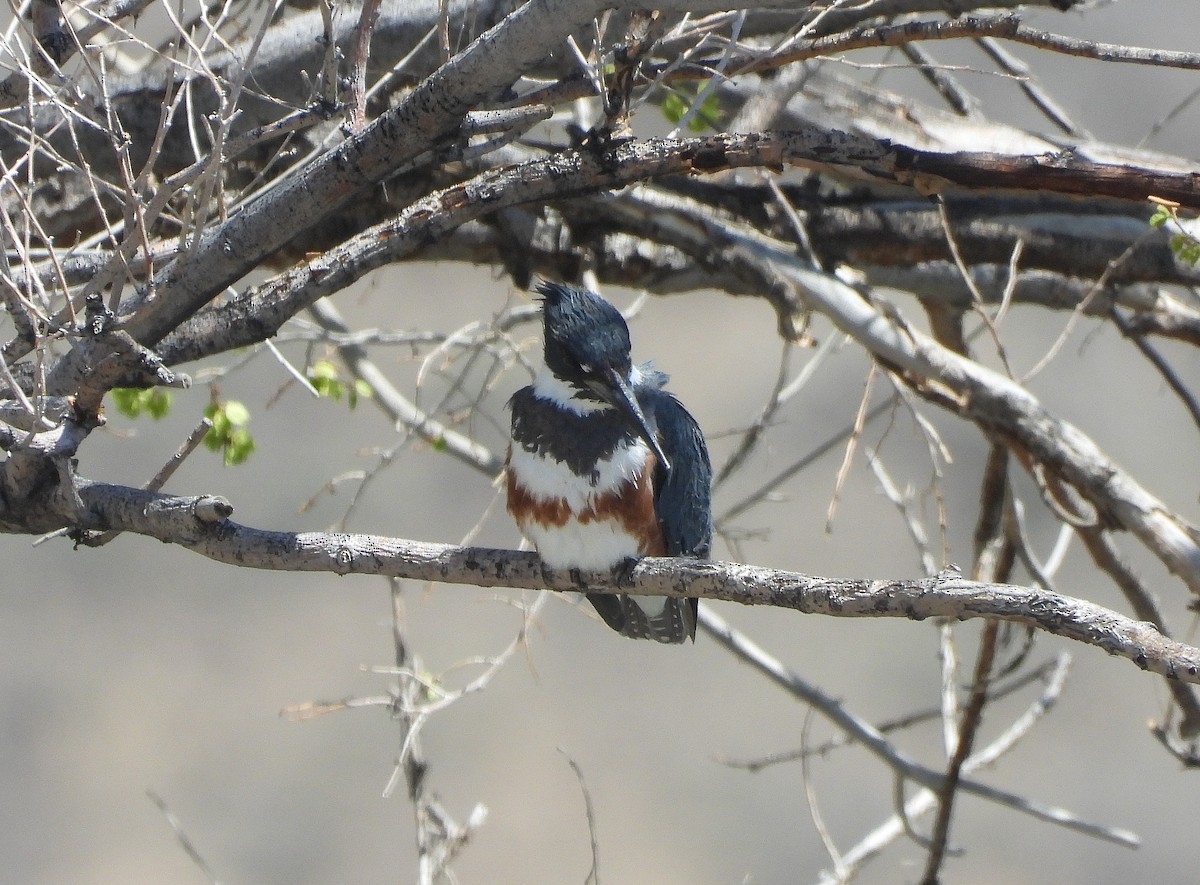 Belted Kingfisher - ML442871601