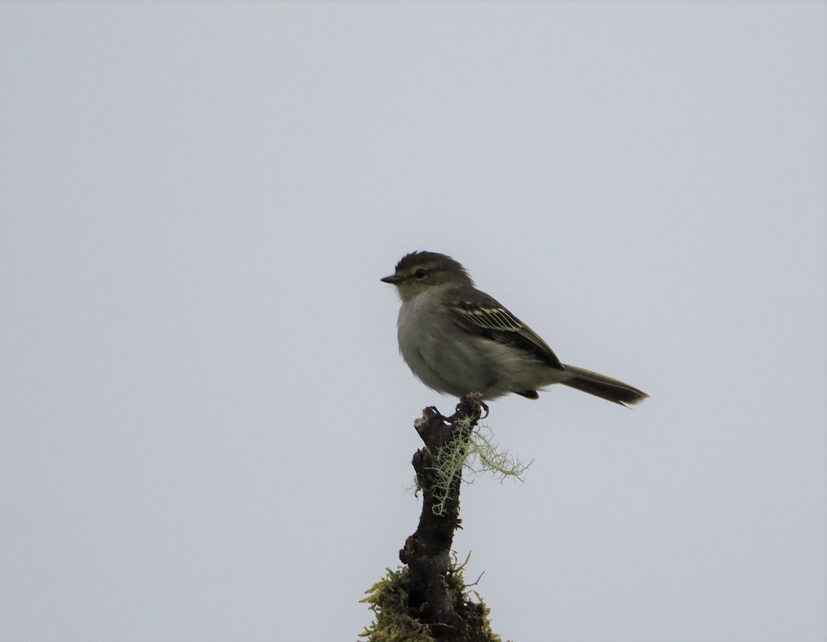 Ecuadorian Tyrannulet - ML442871761