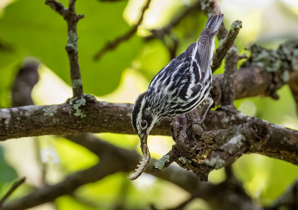 Black-and-white Warbler - ML442872051