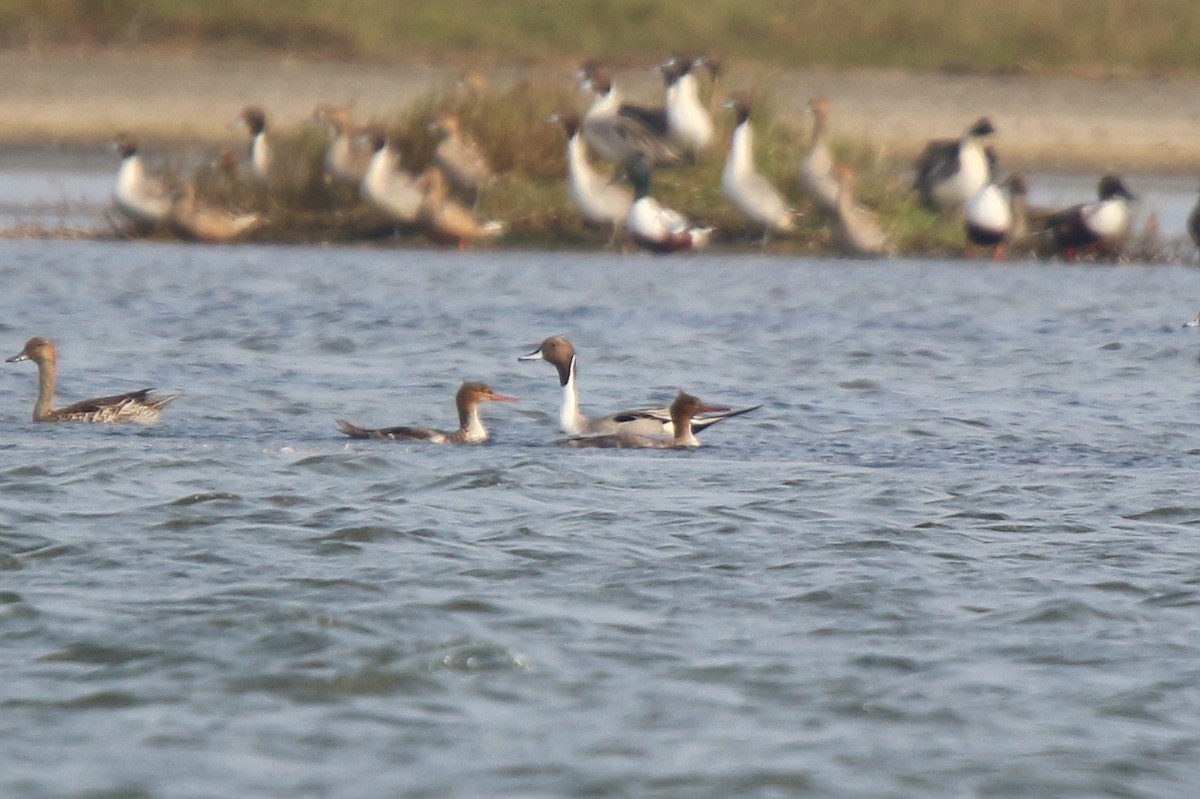 Red-breasted Merganser - Kuan Chih Yu