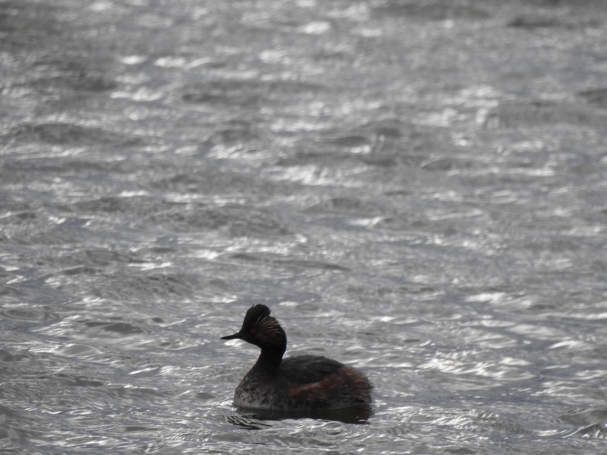 Eared Grebe - Sheryl Galvez