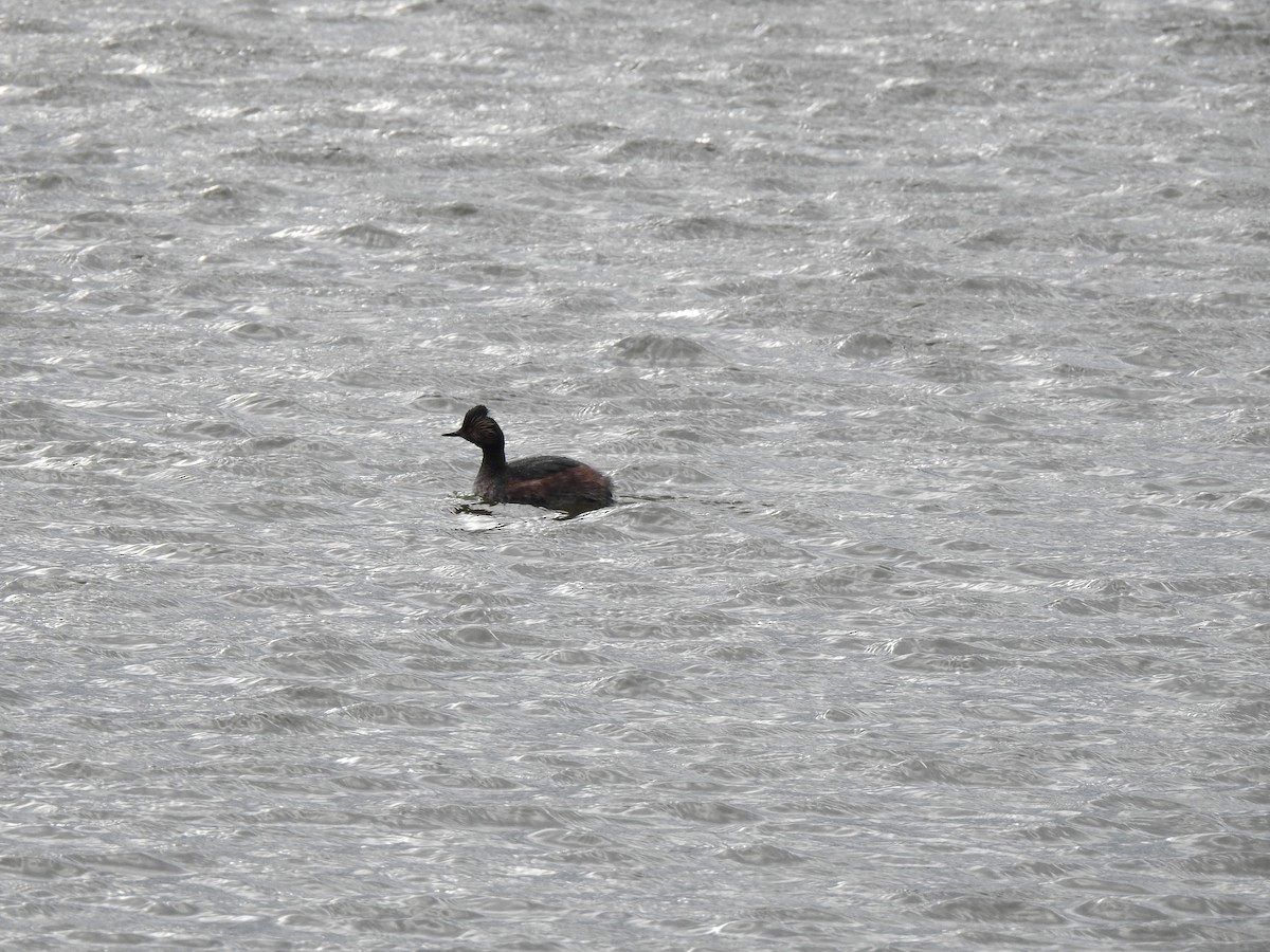 Eared Grebe - Sheryl Galvez