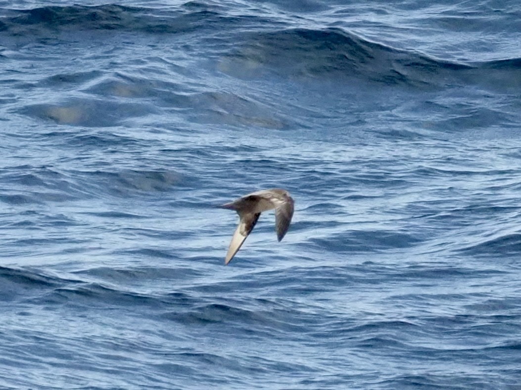 Murphy's Petrel - ML442872941