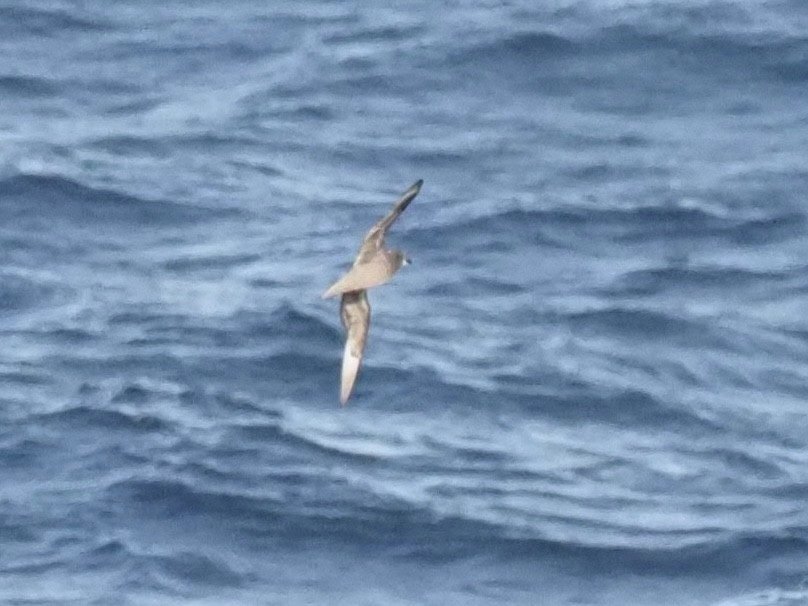 Murphy's Petrel - ML442872961