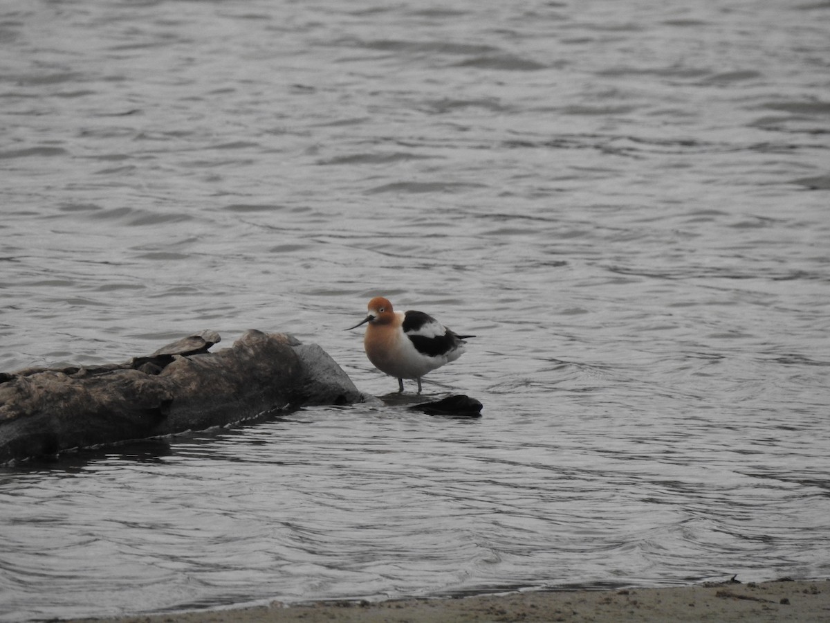 American Avocet - Sheryl Galvez