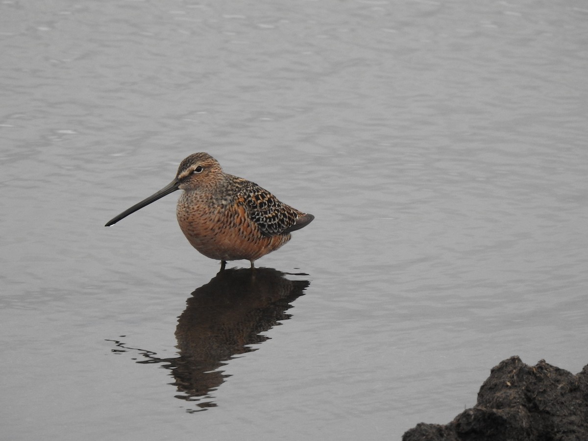 Long-billed Dowitcher - Sheryl Galvez