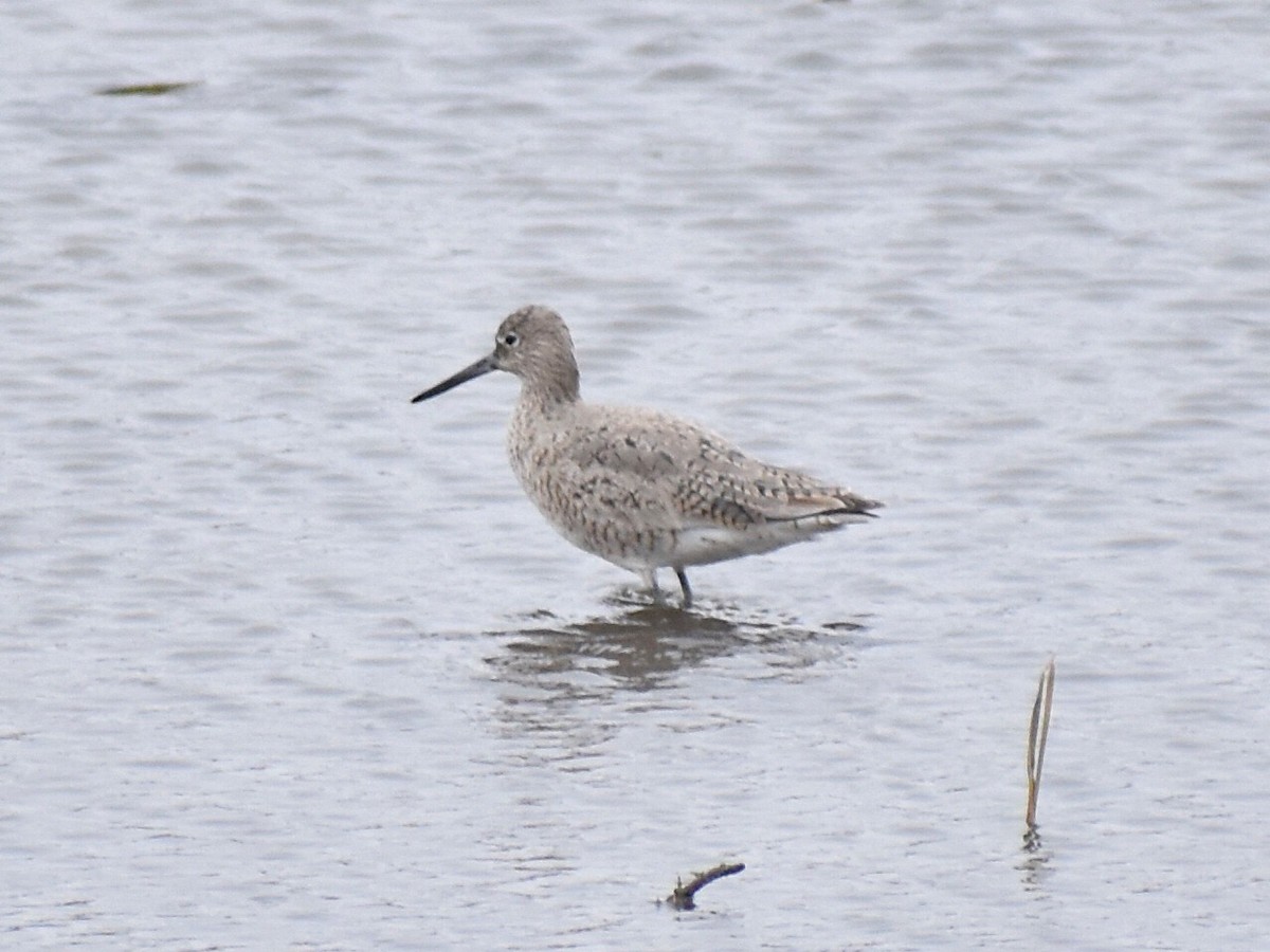 Willet - ML442873981