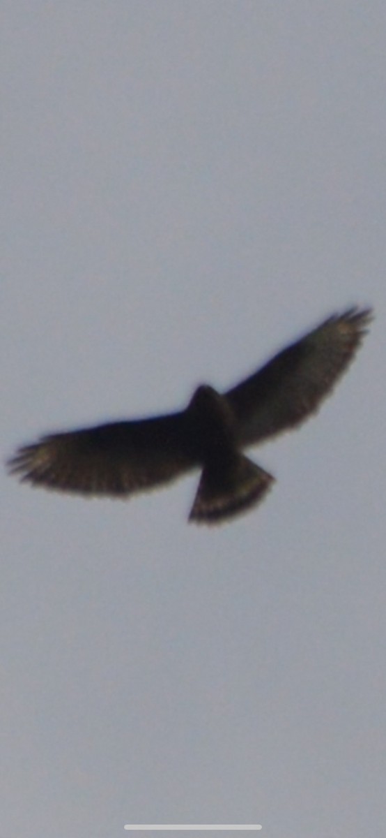 Broad-winged Hawk - ML442874531