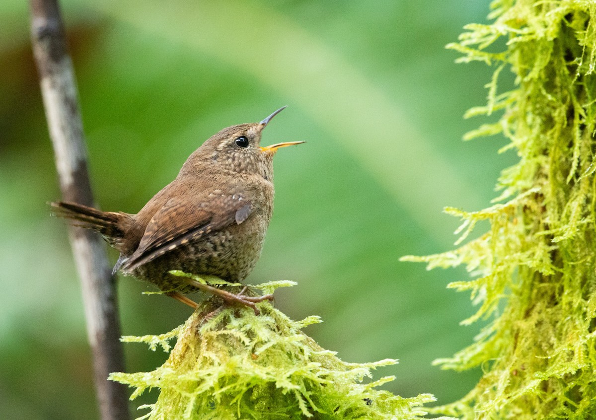 Pacific Wren - ML442875521