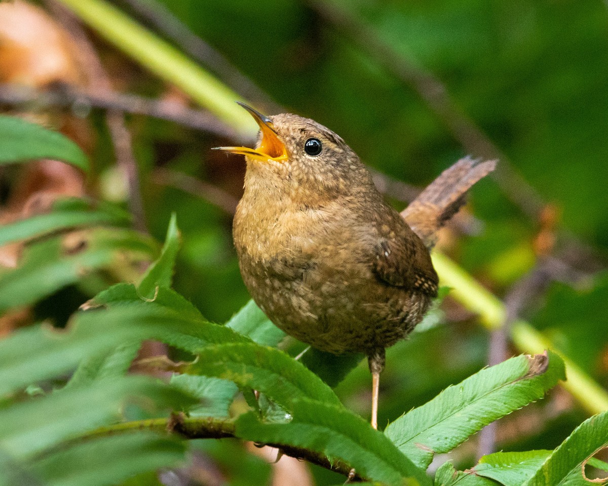 Pacific Wren - ML442875541