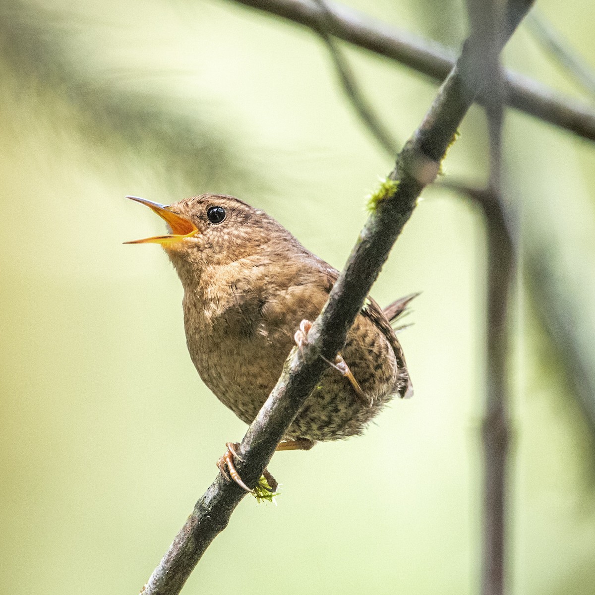 Pacific Wren - Jonathan Ley