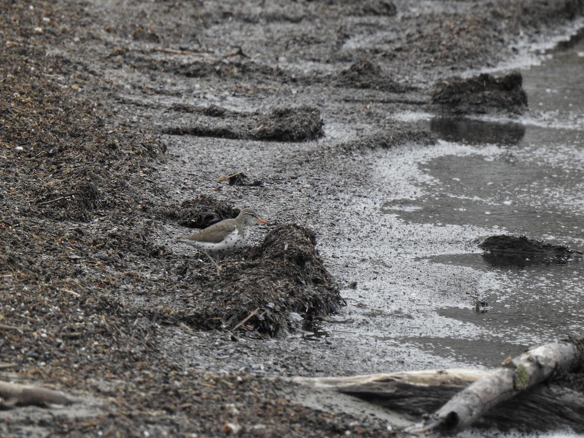 Spotted Sandpiper - Sheryl Galvez