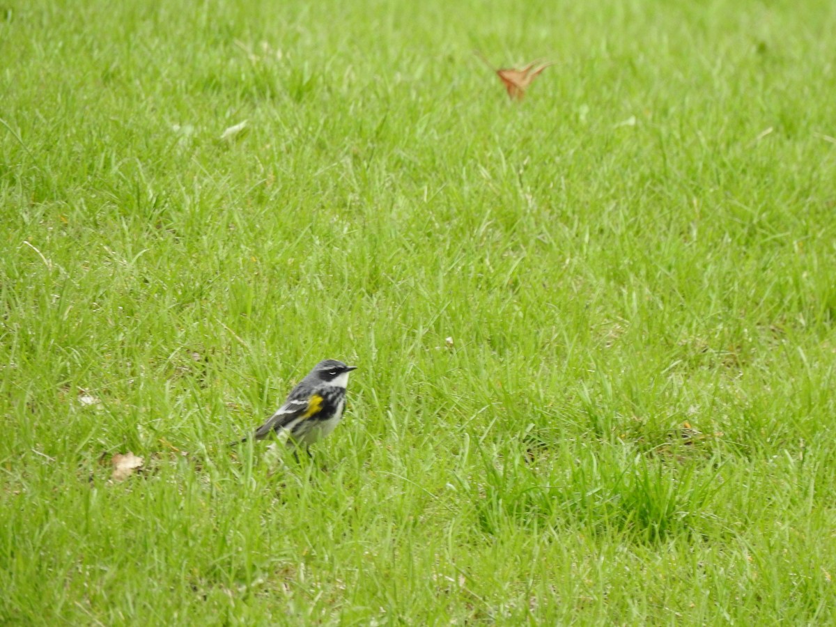 Yellow-rumped Warbler - Sheryl Galvez