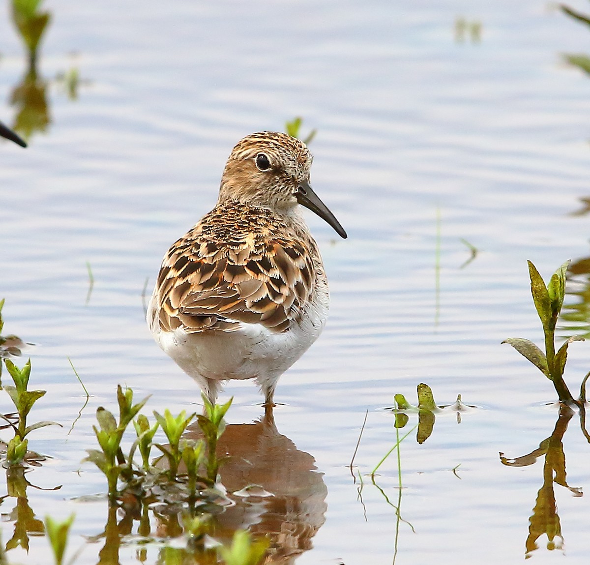 Least Sandpiper - ML442877241