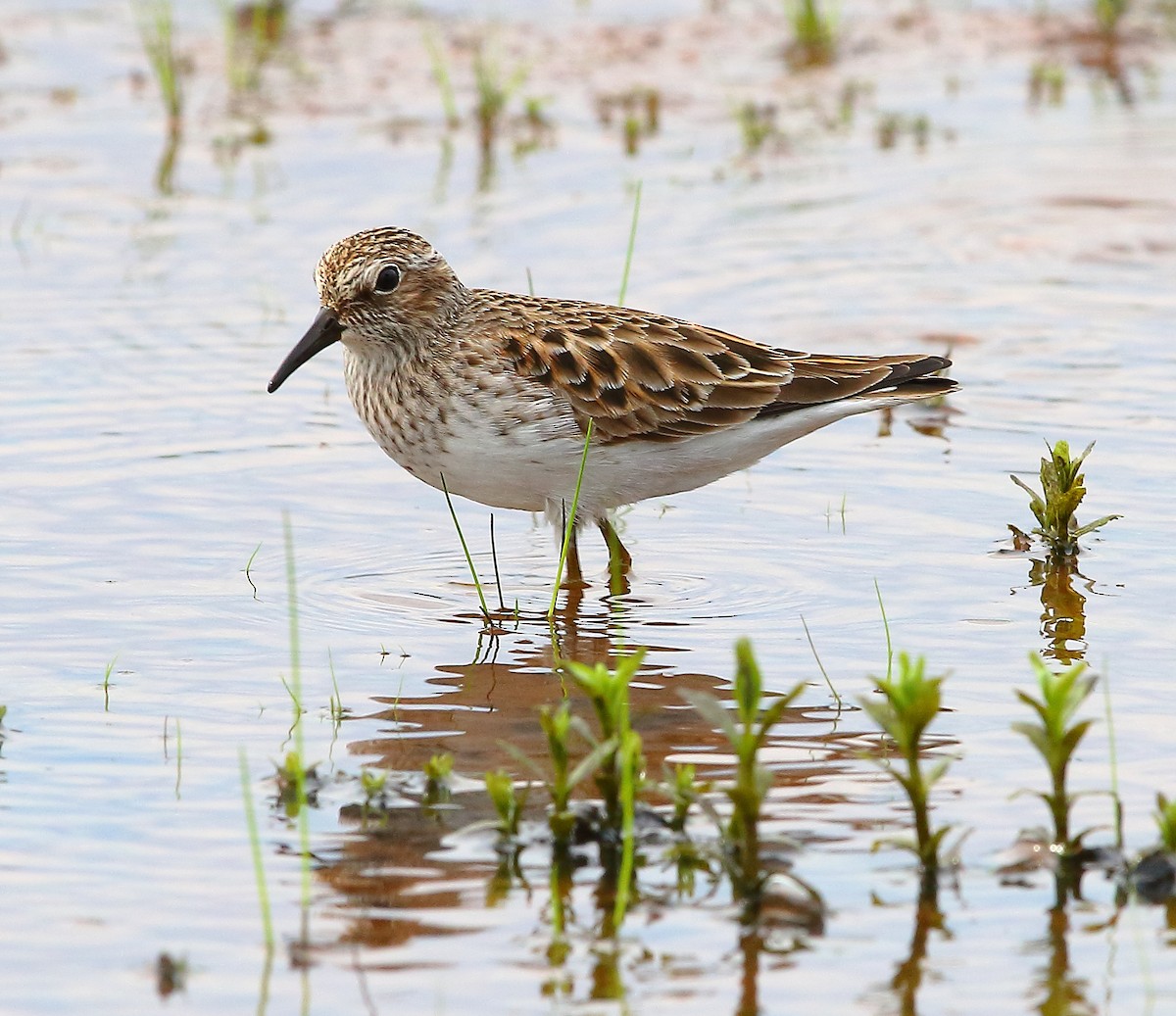 Least Sandpiper - ML442877301