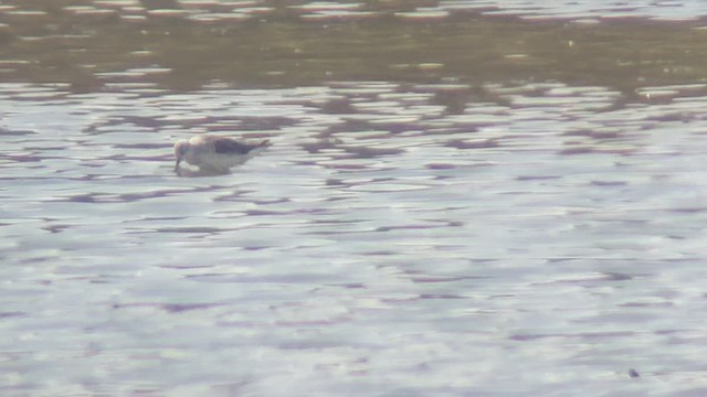 Marsh Sandpiper - ML442877791