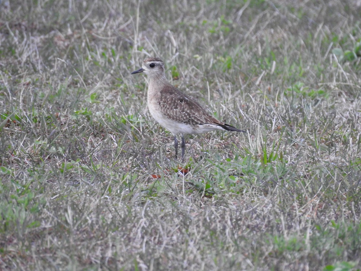 American Golden-Plover - Matt Nusstein