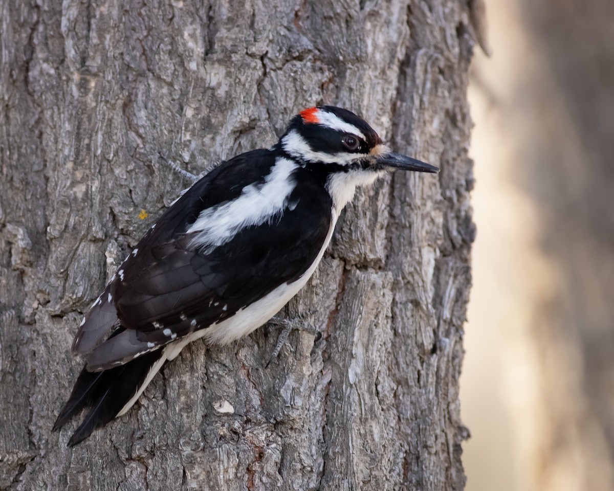 Hairy Woodpecker (Rocky Mts.) - ML442877961