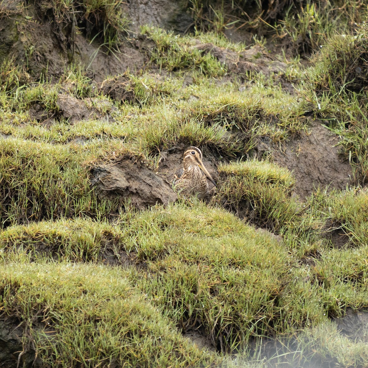 Magellanic Snipe - ML442879131