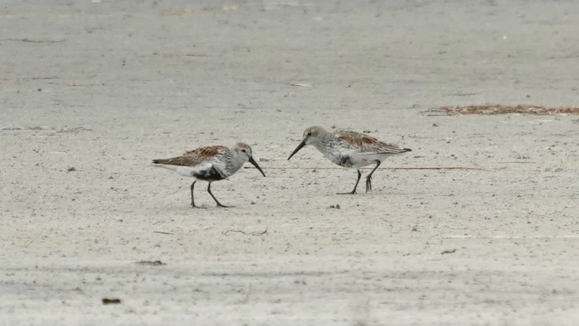 Dunlin - ML442879291