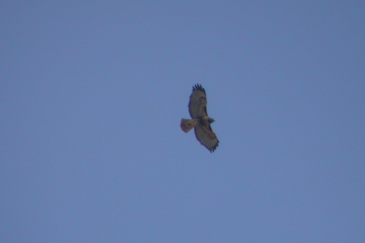 Red-tailed Hawk (calurus/abieticola) - ML44288071