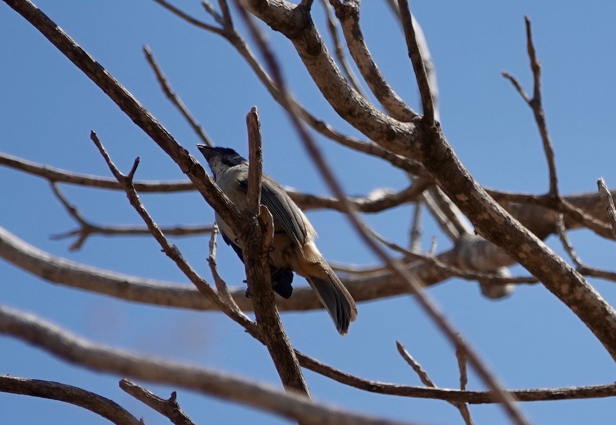 Cinnamon-bellied Saltator - ML442881471