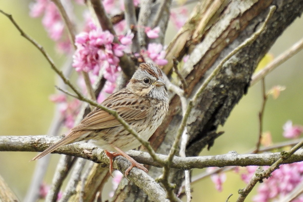 Lincoln's Sparrow - Nancy Clogston