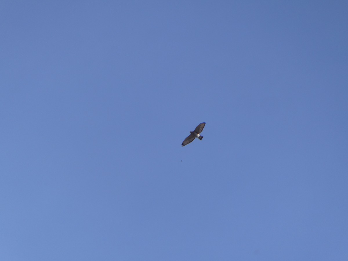 Broad-winged Hawk - ML442883851