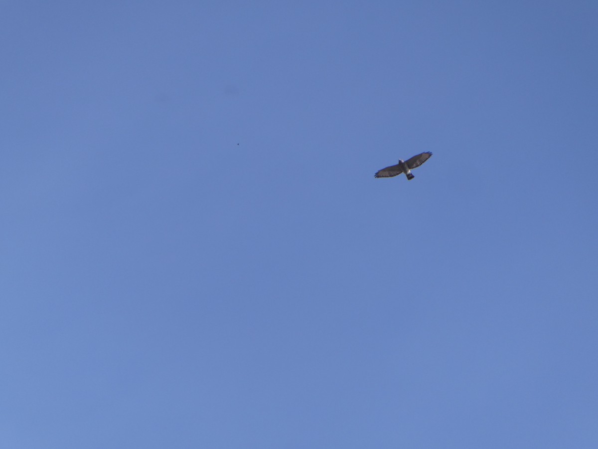 Broad-winged Hawk - ML442883941