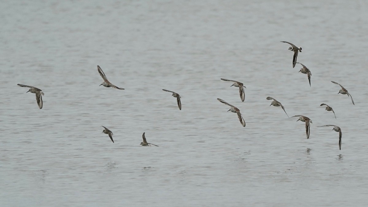 Dunlin - ML442884521