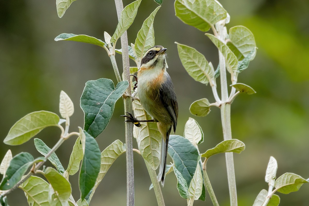 Plain-tailed Warbling Finch - Thibaud Aronson