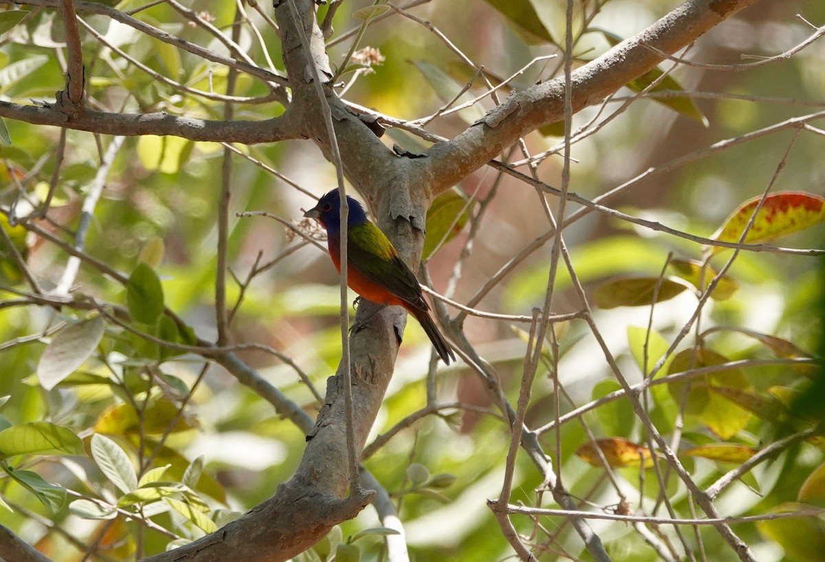 Painted Bunting - Michael Jackson