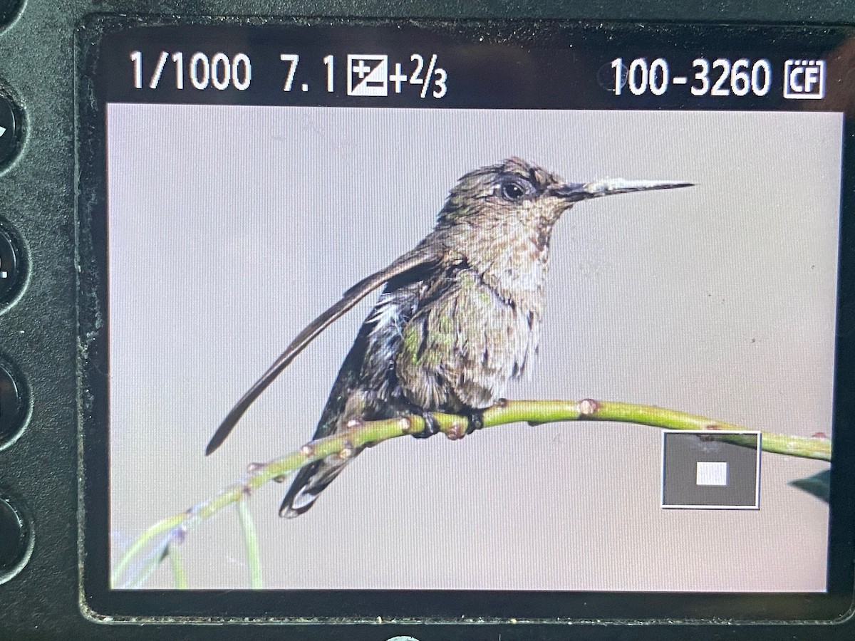 Costa's Hummingbird - ML442886191