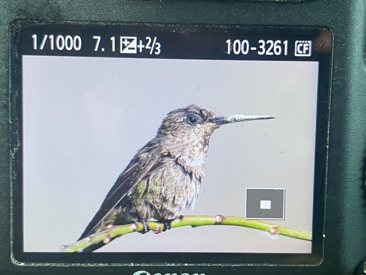 Costa's Hummingbird - David Bernstein