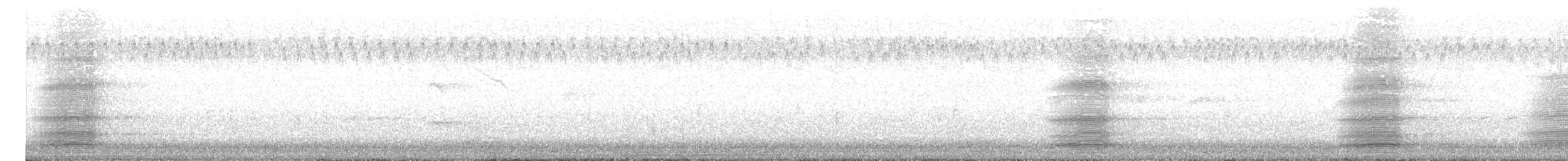 Тасманийский ворон - ML442886331